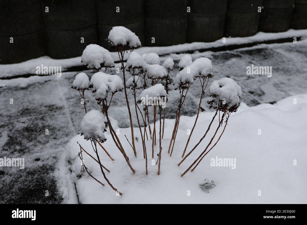 Fleurs séchées dans le jardin en hiver couvertes de neige. Banque D'Images