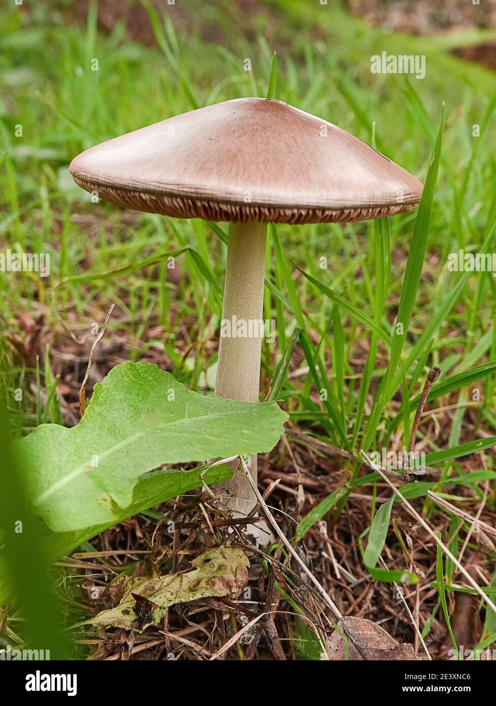 détail champignons sauvages comestibles cultivés dans la nature de la ligurie Banque D'Images