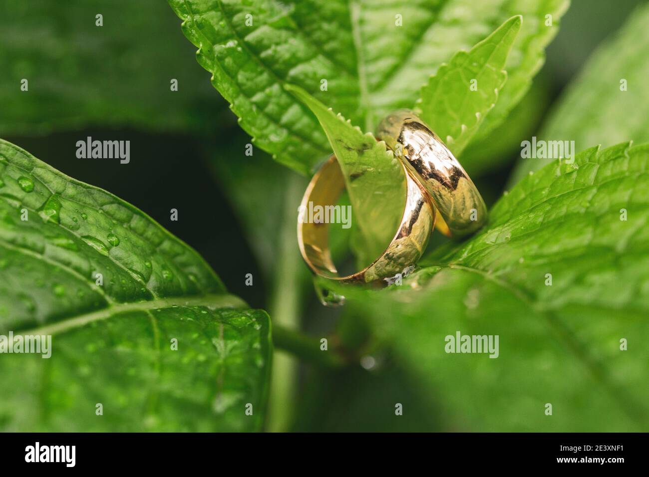 mariage sonne sur une feuille verte et gouttes d'eau, macro photographie Banque D'Images