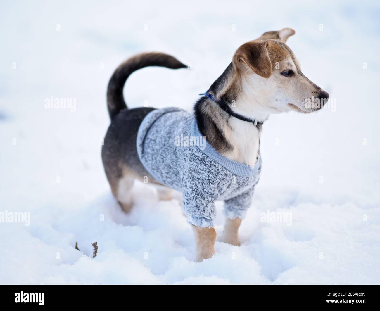 promenez-vous dans la neige en hiver avec le petit chien dans des vêtements en laine Banque D'Images