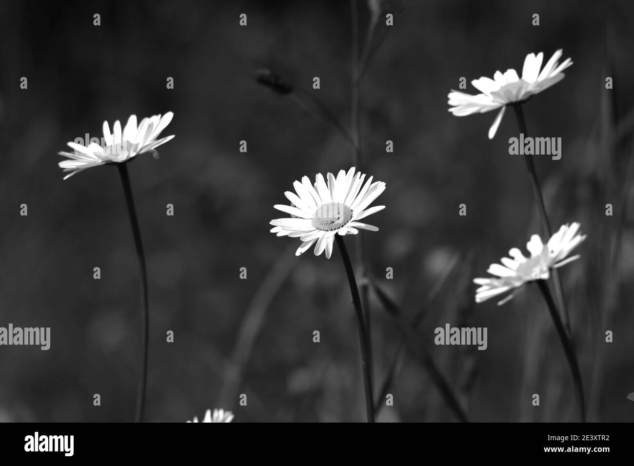 gros plan en noir et blanc de fleurs de marguerite Banque D'Images