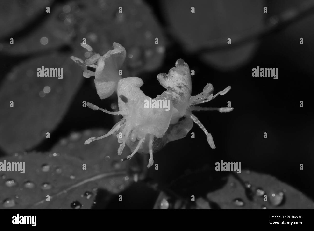 gros plan Banque D'Images