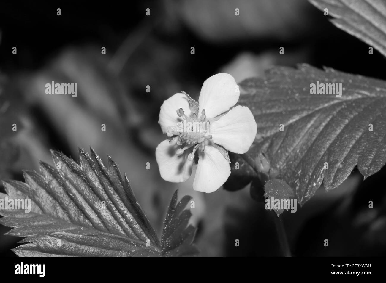 gros plan d'une fraise sauvage en fleurs Banque D'Images