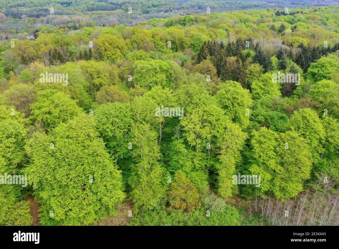 Wald von oben, Luftaufnahme, Laubwald, Mischwald, bois, forêt, Deutschland, Norddeutschland, Schleswig-Holstein, Allemagne Banque D'Images