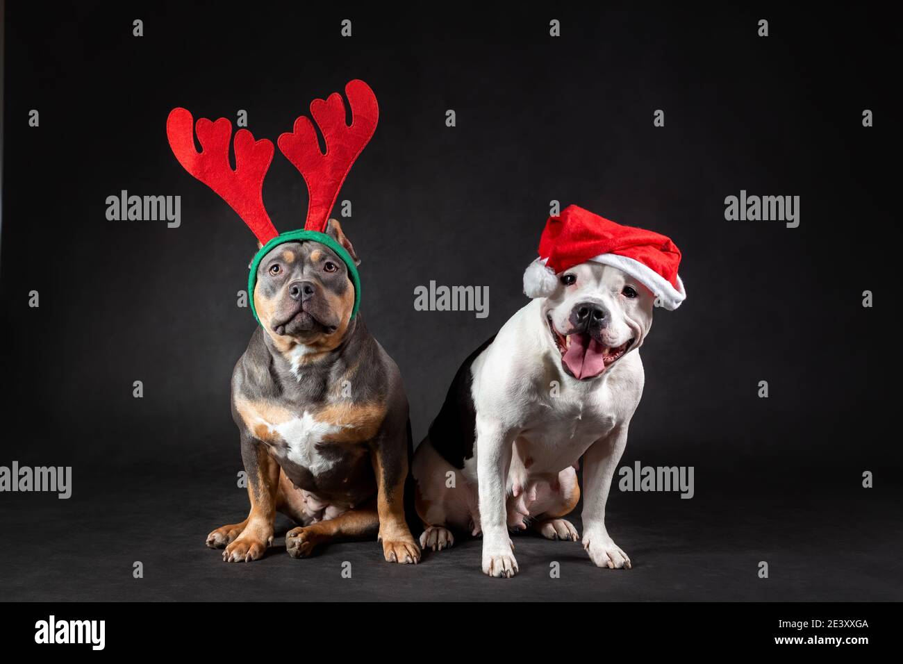 Deux chiens de taureaux américains portant un chapeau rouge du père noël et des cornes de renne assis sur fond noir. Portrait d'animal de compagnie en joyeux noël et heureux Banque D'Images