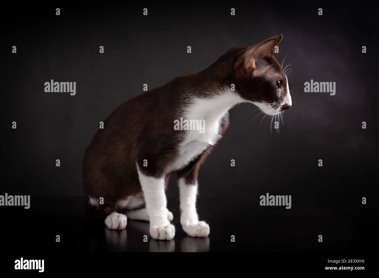 Sitting Oriental Shorthair White Banque D Image Et Photos Alamy Sitting Oriental Shorthair White Banque D Image Et Photos Alamy