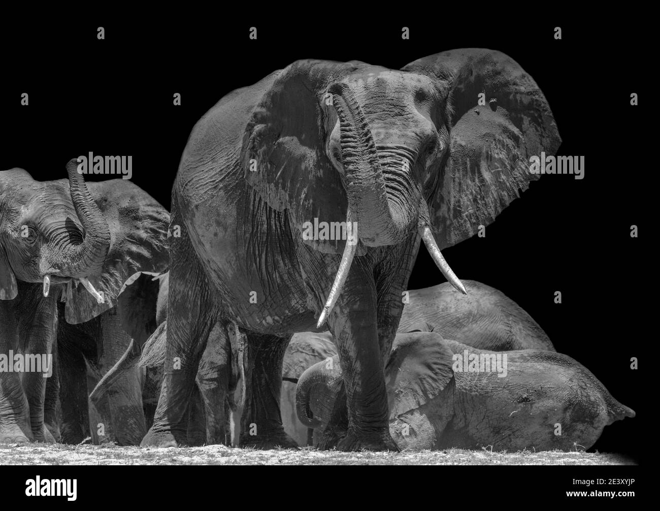 Troupeau d'éléphants sur la rivière Chobe dans le parc national de Chobe en noir et blanc, Botswana Banque D'Images