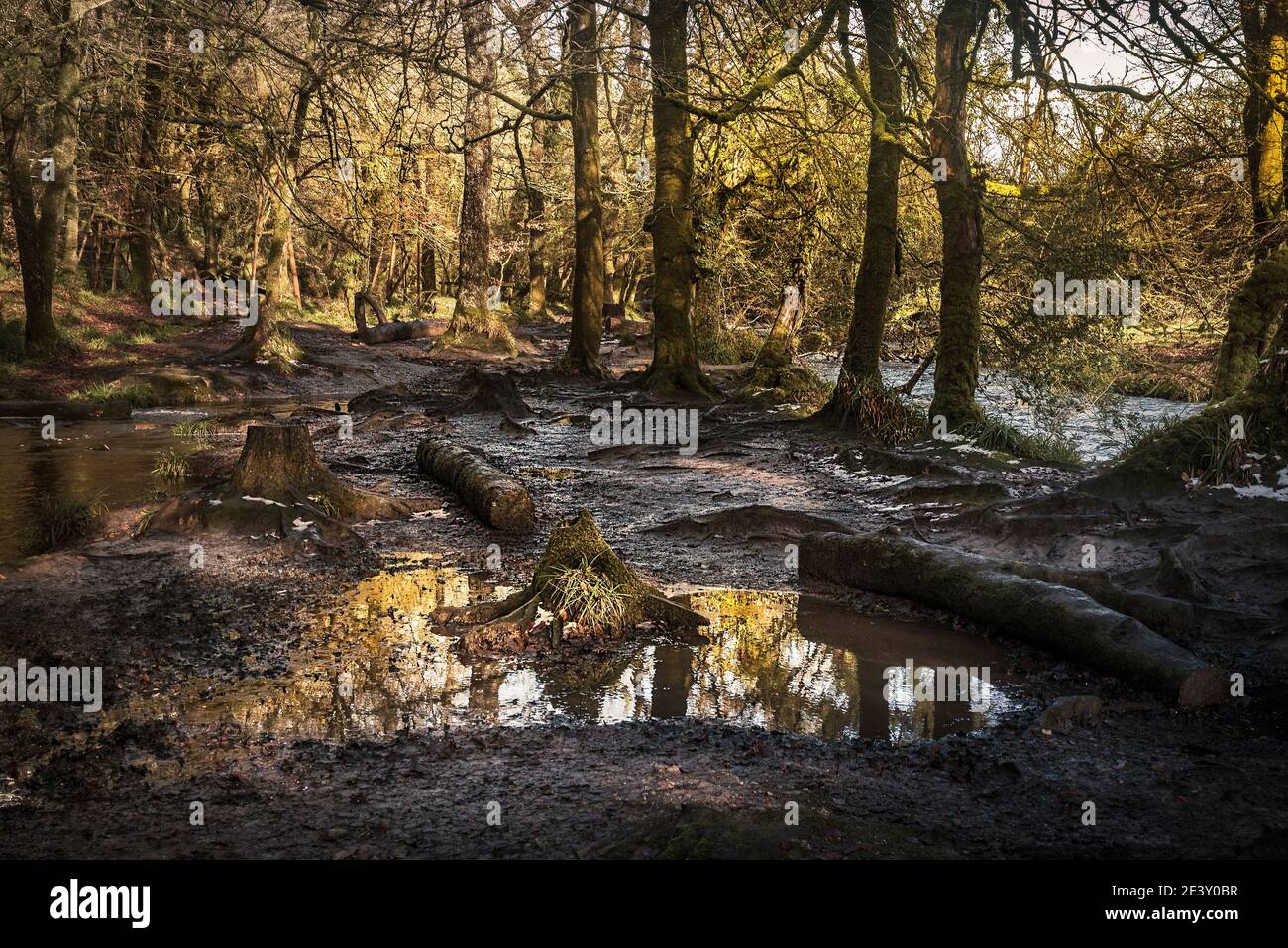 La lumière du soleil en fin d'après-midi tandis que la rivière Fowey coule à travers le bois historique et ancien de Draynes Wood dans les Cornouailles. Banque D'Images