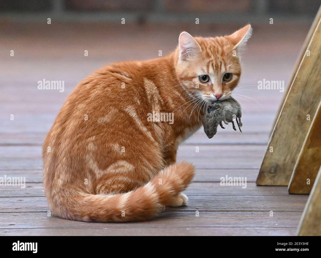 Sieversdorf Allemagne 21 Janvier 21 Un Jeune Chat A Attrape Une Petite Souris La Plupart Du Temps Les Chats Jouent Avec Leur Proie Pendant Un Certain Temps Avant De Servir Finalement De