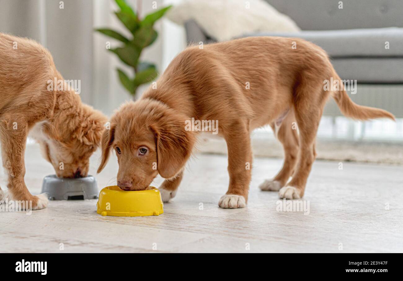 Couple de chiots toller à la maison Banque D'Images