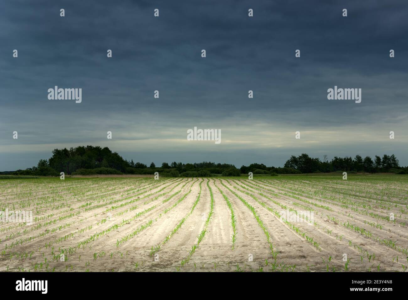 Semis de maïs au champ et nuages sombres dans le ciel, vue rurale du printemps Banque D'Images