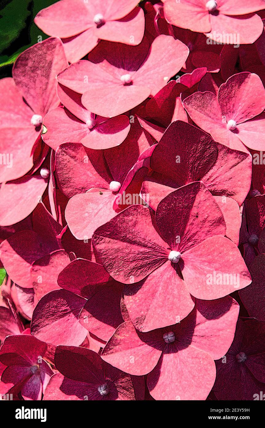 Autour du Royaume-Uni - effet poster ajouté aux fleurs d'Hydrangea. Banque D'Images