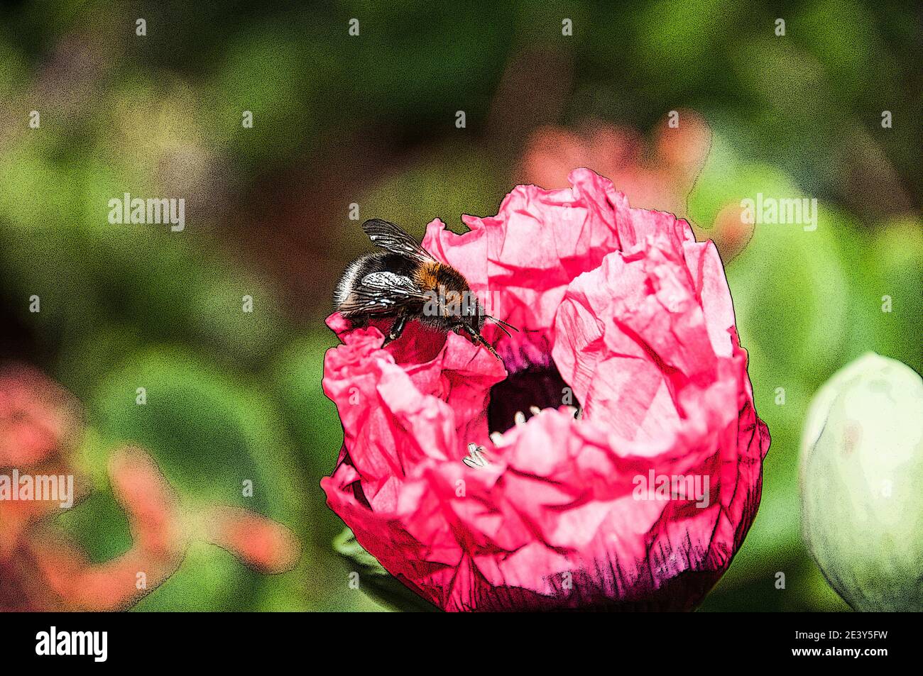 Effet d'affiche ajouté à une fleur de coquelicot visité par un insecte. Banque D'Images