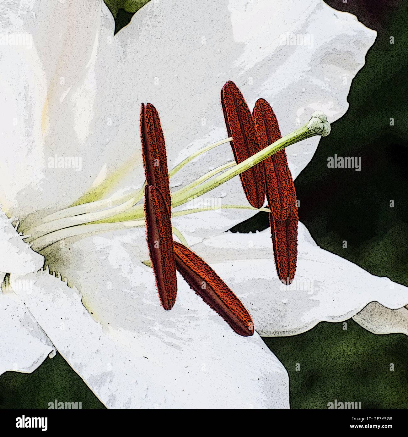 Dans tout le Royaume-Uni - effet affiche ajouté à la vue rapprochée d'une fleur de Lily. Banque D'Images