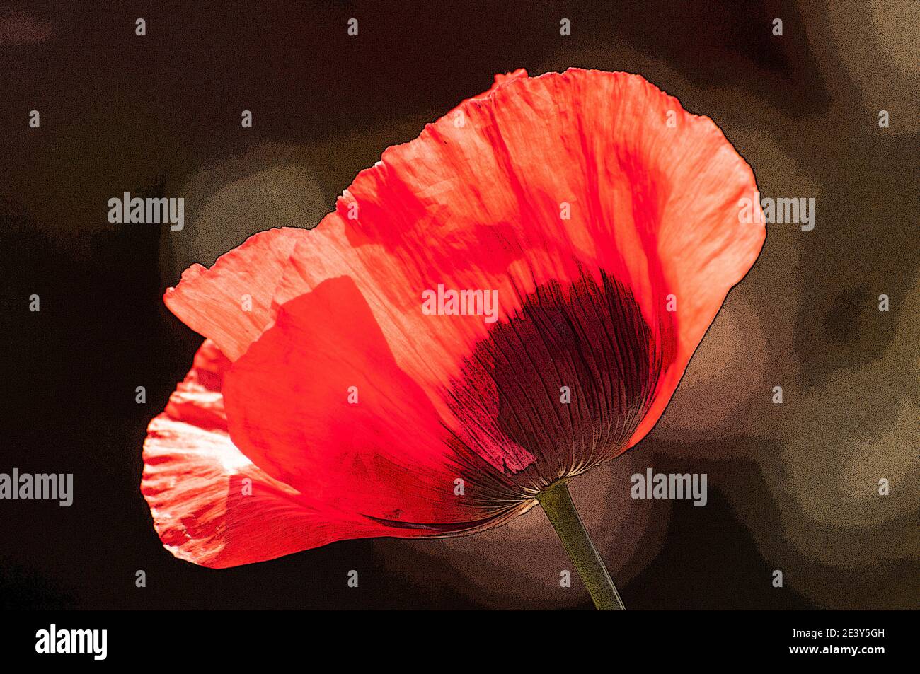 Autour du Royaume-Uni - effet poster ajouté à une fleur de coquelicot. Banque D'Images