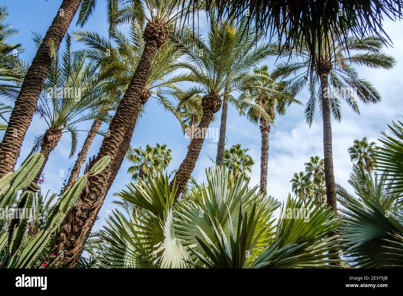 Jardin Majorelle, jardin Majorelle, jardin botanique et jardin paysager de l'artiste à Marrakech, Maroc. Créé par l'artiste français Jacques Majorelle Banque D'Images