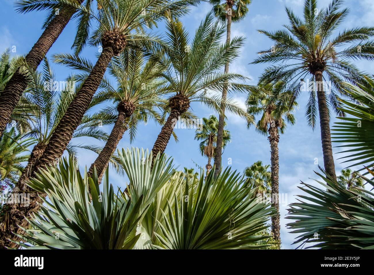 Jardin Majorelle, jardin Majorelle, jardin botanique et jardin paysager de l'artiste à Marrakech, Maroc. Créé par l'artiste français Jacques Majorelle Banque D'Images