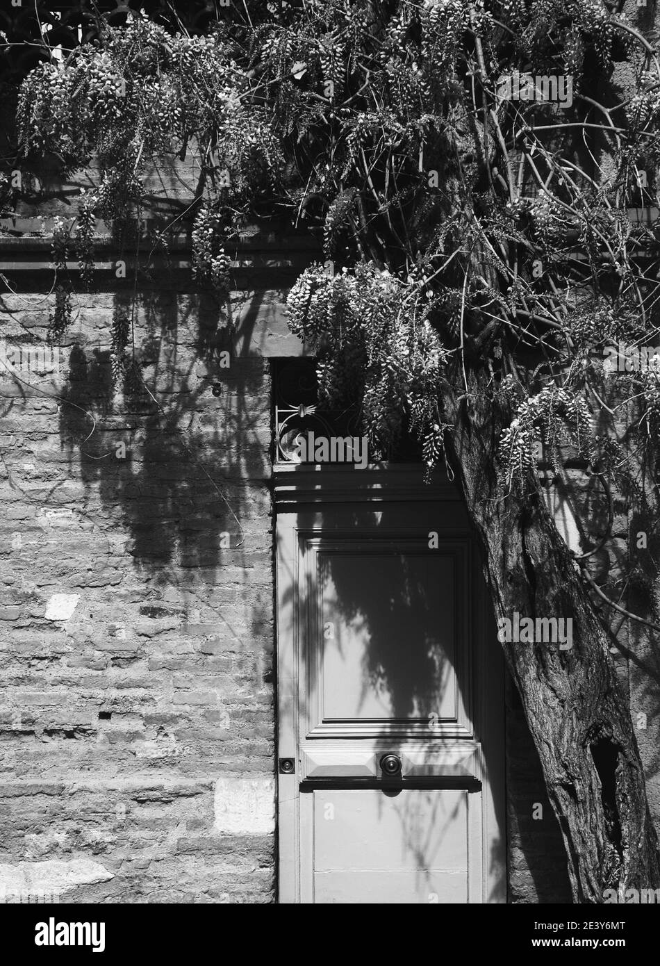 Belle usine de Wisteria en fleurs sur l'entrée de la maison. Photo noir et blanc. Un jeu de lumière et d'ombre. Banque D'Images