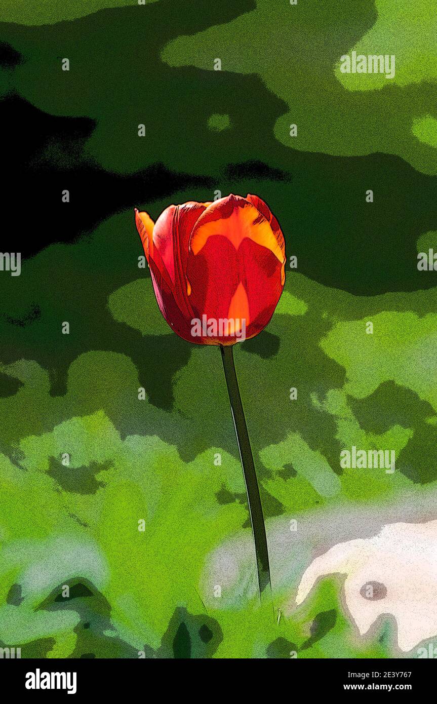 Autour du Royaume-Uni - effet affiche ajouté à une fleur de tulipe. Banque D'Images