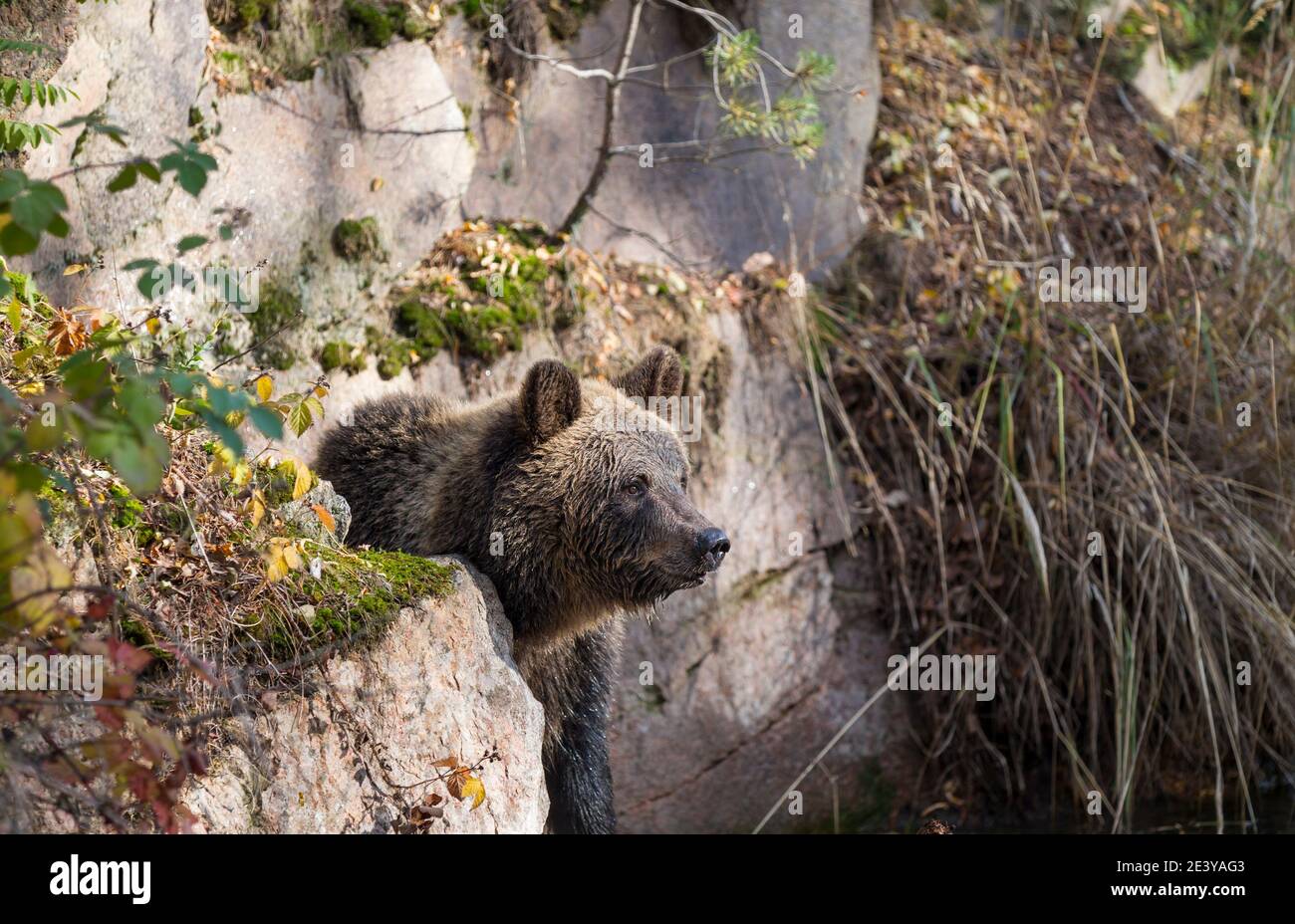 Braunbaer, Ursus arctos, ours brun Banque D'Images