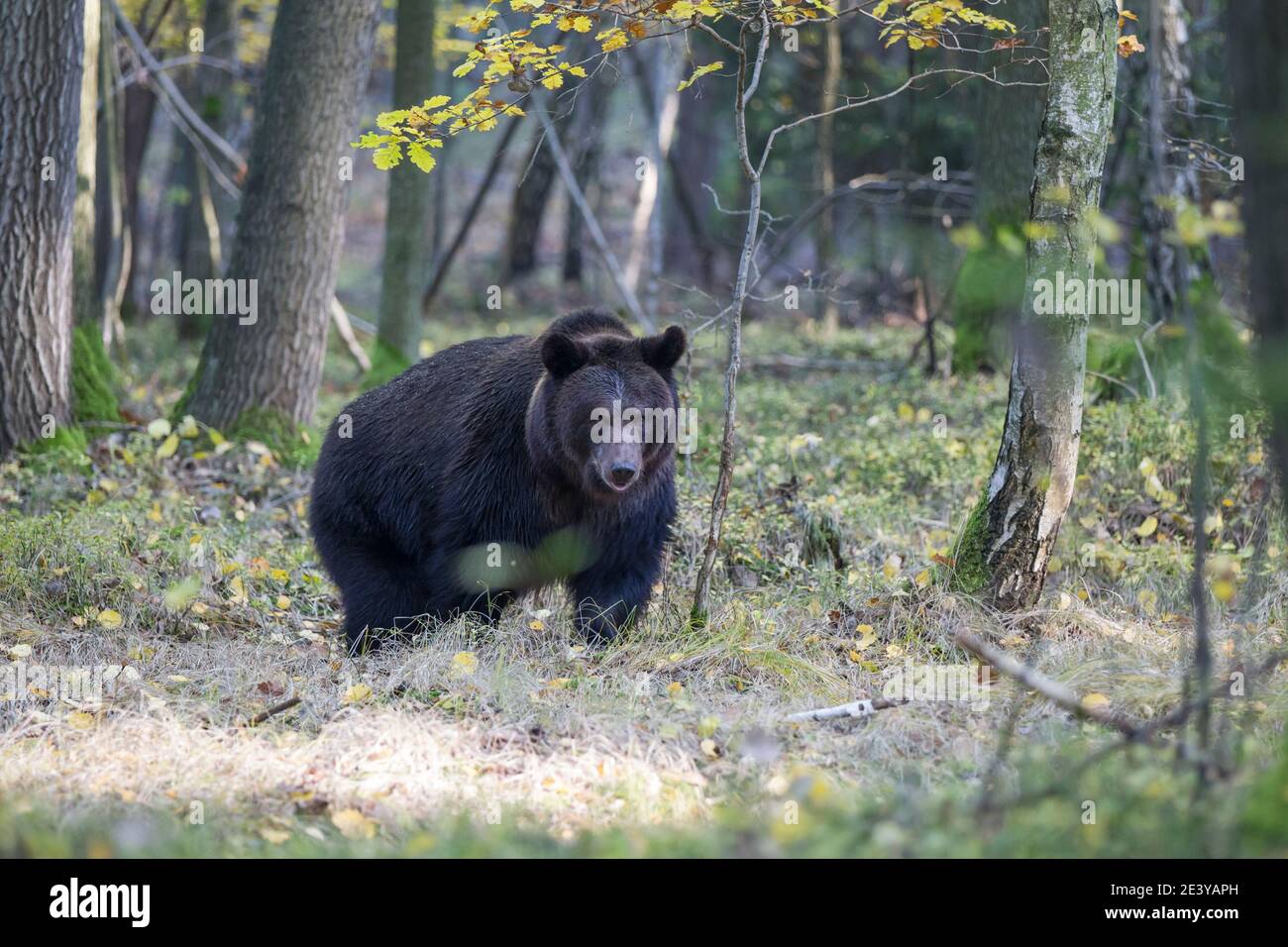 Braunbaer, Ursus arctos, ours brun Banque D'Images