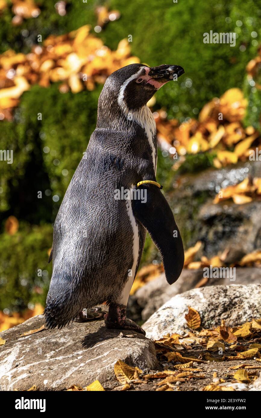 Le manchot de Humboldt, Spheniscus humboldti appelé aussi Pingouin péruvien, ou patranca est un pingouin d'Amérique du Sud qui se reproduit sur les côtes du Chili et du Pérou Banque D'Images