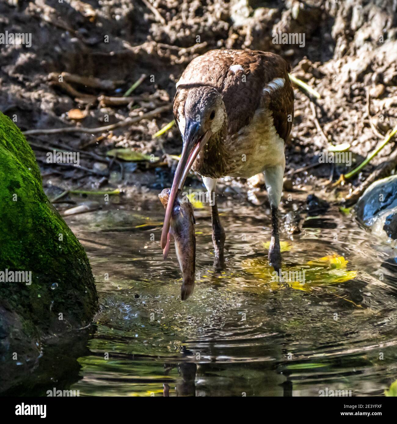 L'ibis falcinelle Plegadis falcinellus, est un oiseau échassier de la famille des Threskiornithidae ibis. Banque D'Images