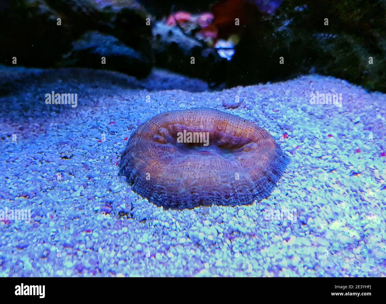 Corail cérébral, Lobuphyllia - (Lobuphyllia hemprichii) Banque D'Images
