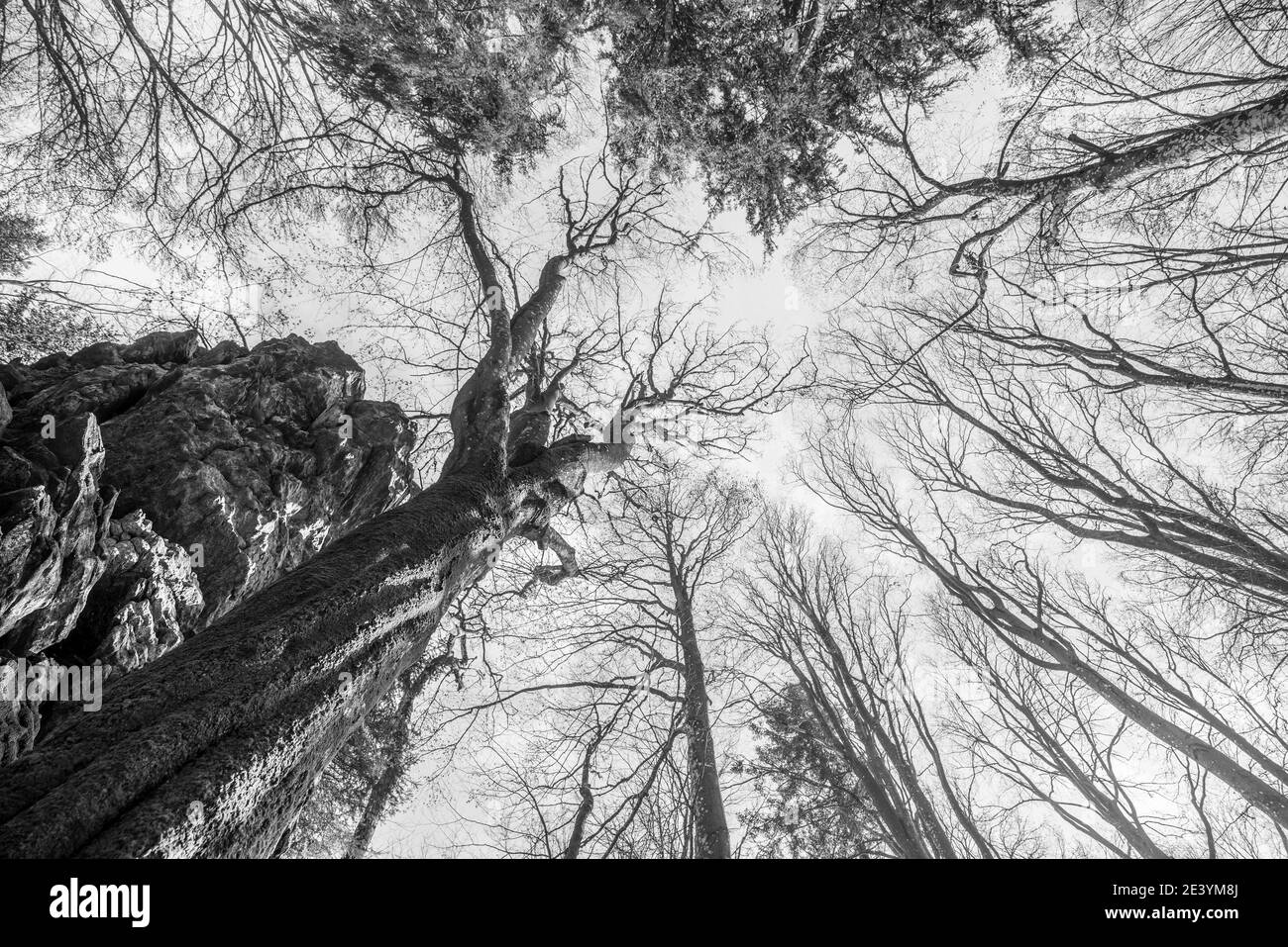 Image en noir et blanc ancien arbre de croissance torsadé sans feuillage sur une montagne en pierre avec une perspective de bas en haut qui semble mystérieux dans un f Banque D'Images