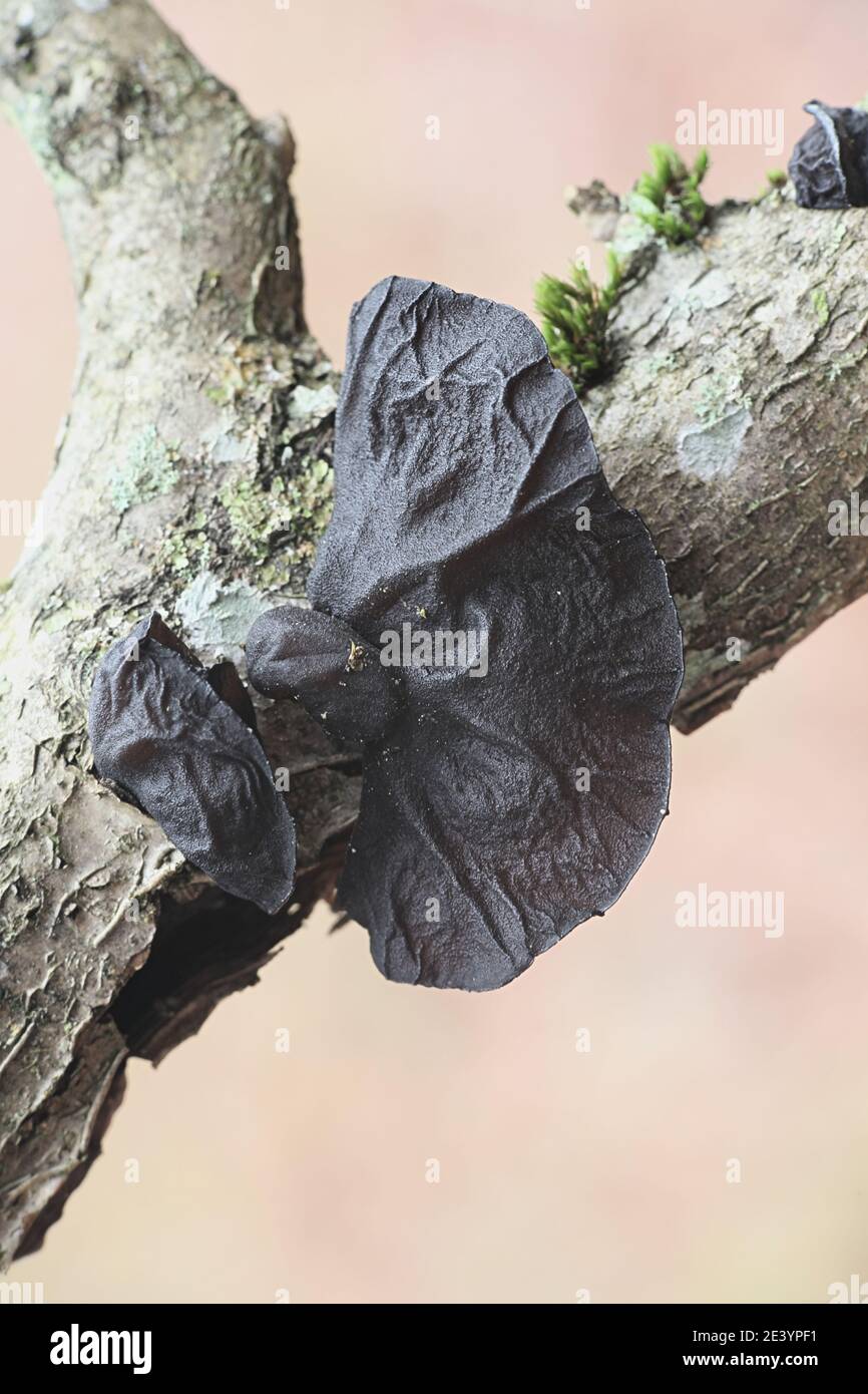 Exidia glandulosa, connu sous le nom de beurre de sorcières noires ou de goutte de gelée, champignon sauvage de Finlande Banque D'Images