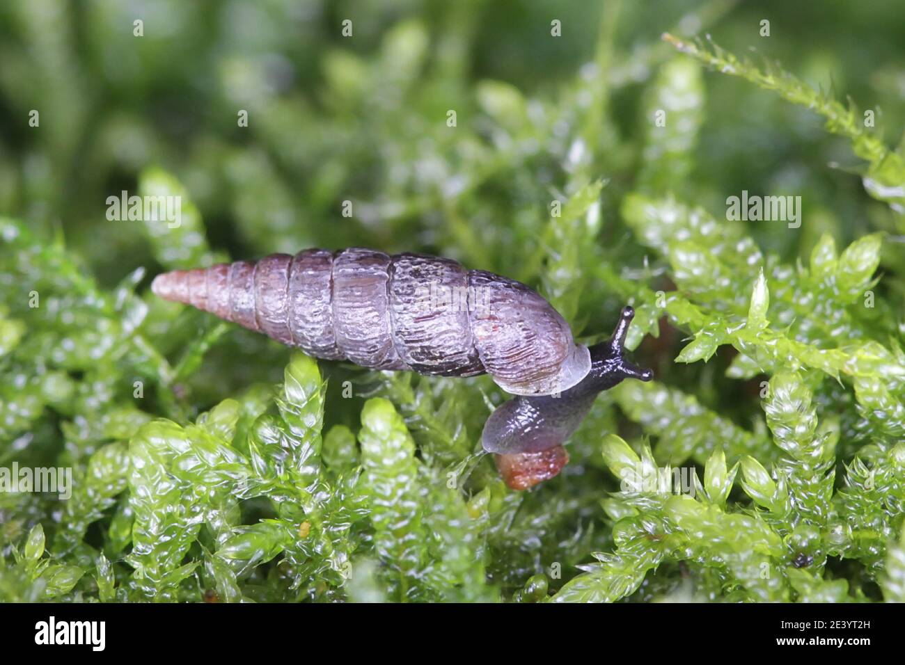 Clausilia bidentata, l'escargot de porte à deux dents Banque D'Images