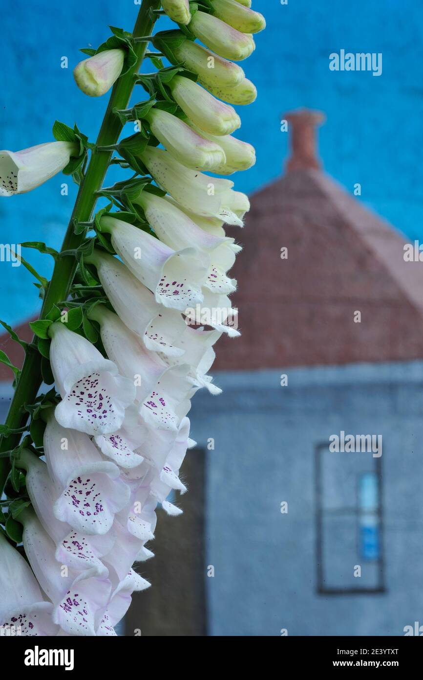 Foxglove dans le métier à Tacoma Banque D'Images