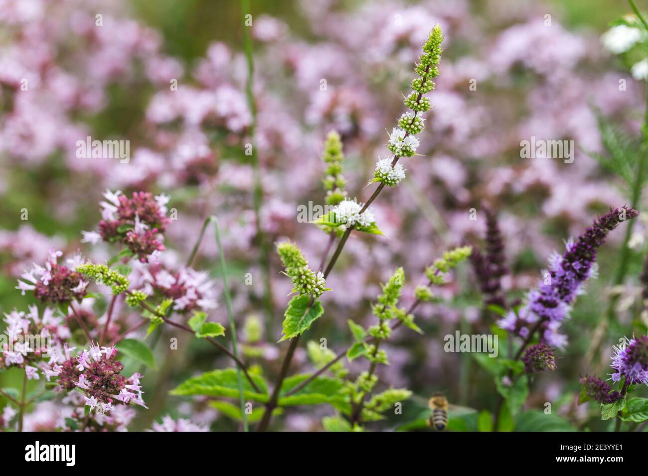 Menthe blanche et pourpre en fleurs, origan dans le jardin d'herbes Banque D'Images