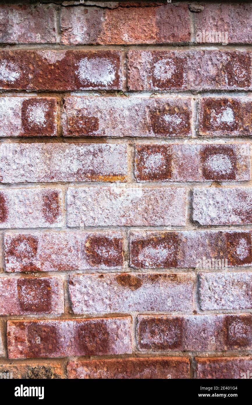 Dépôts de sel cristallin en efflorescence sur la paroi poreuse de la brique Banque D'Images