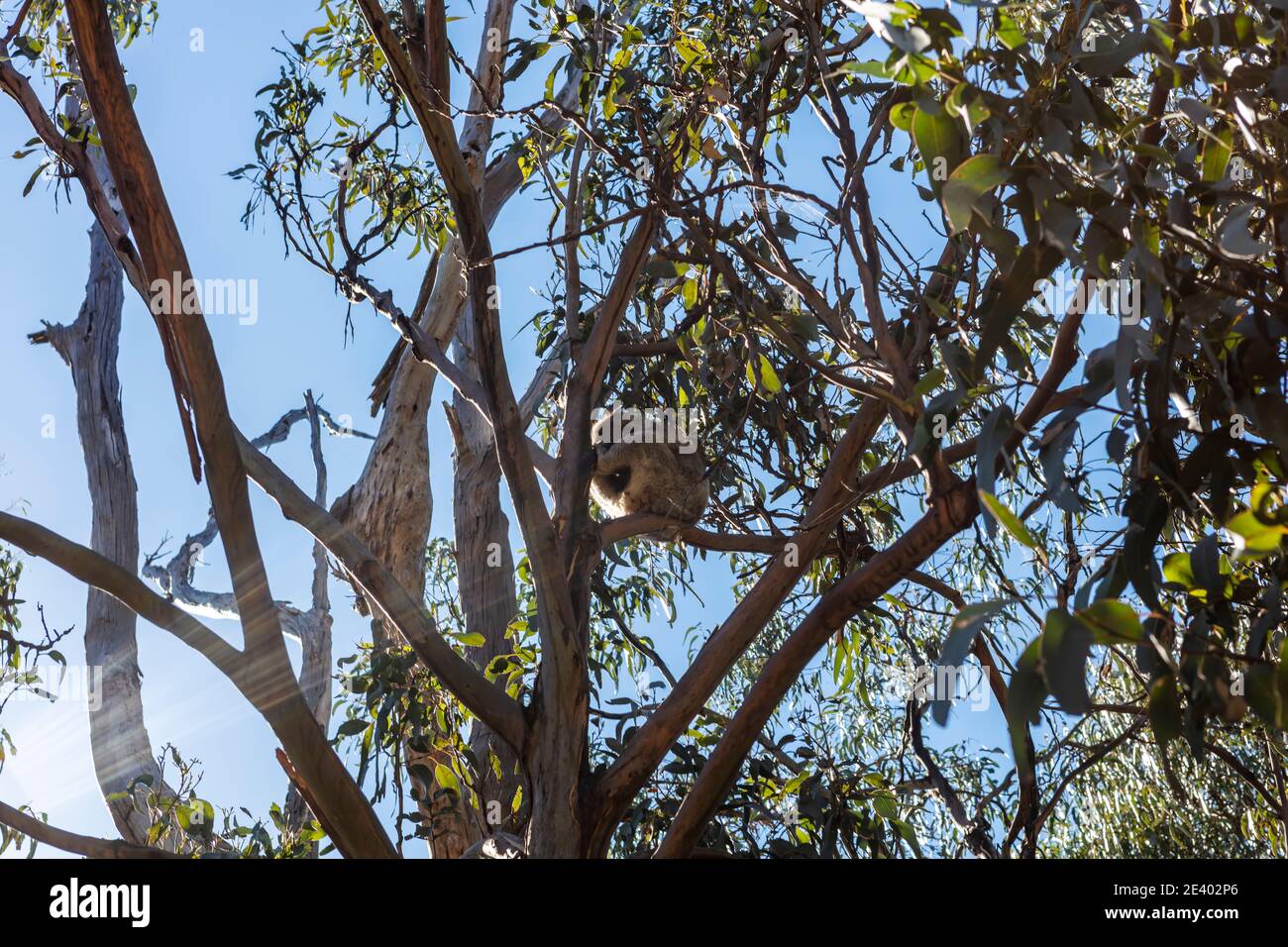 Eucalyptus avec un ours koala rapidement endormi sur l'une des branches. Banque D'Images