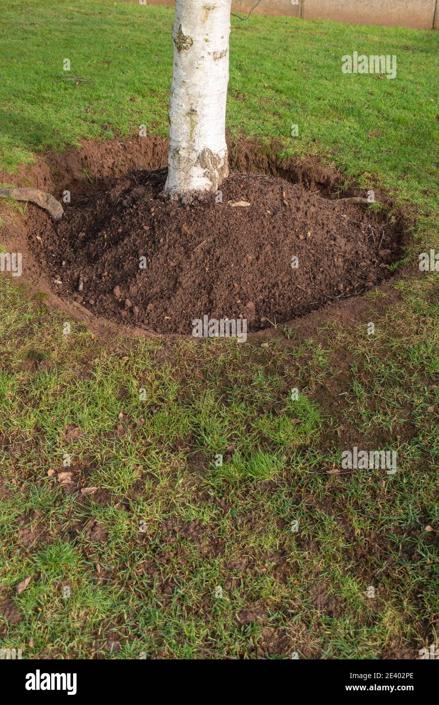 bordure circulaire de pelouse autour de la base d'un arbre domestique Banque D'Images