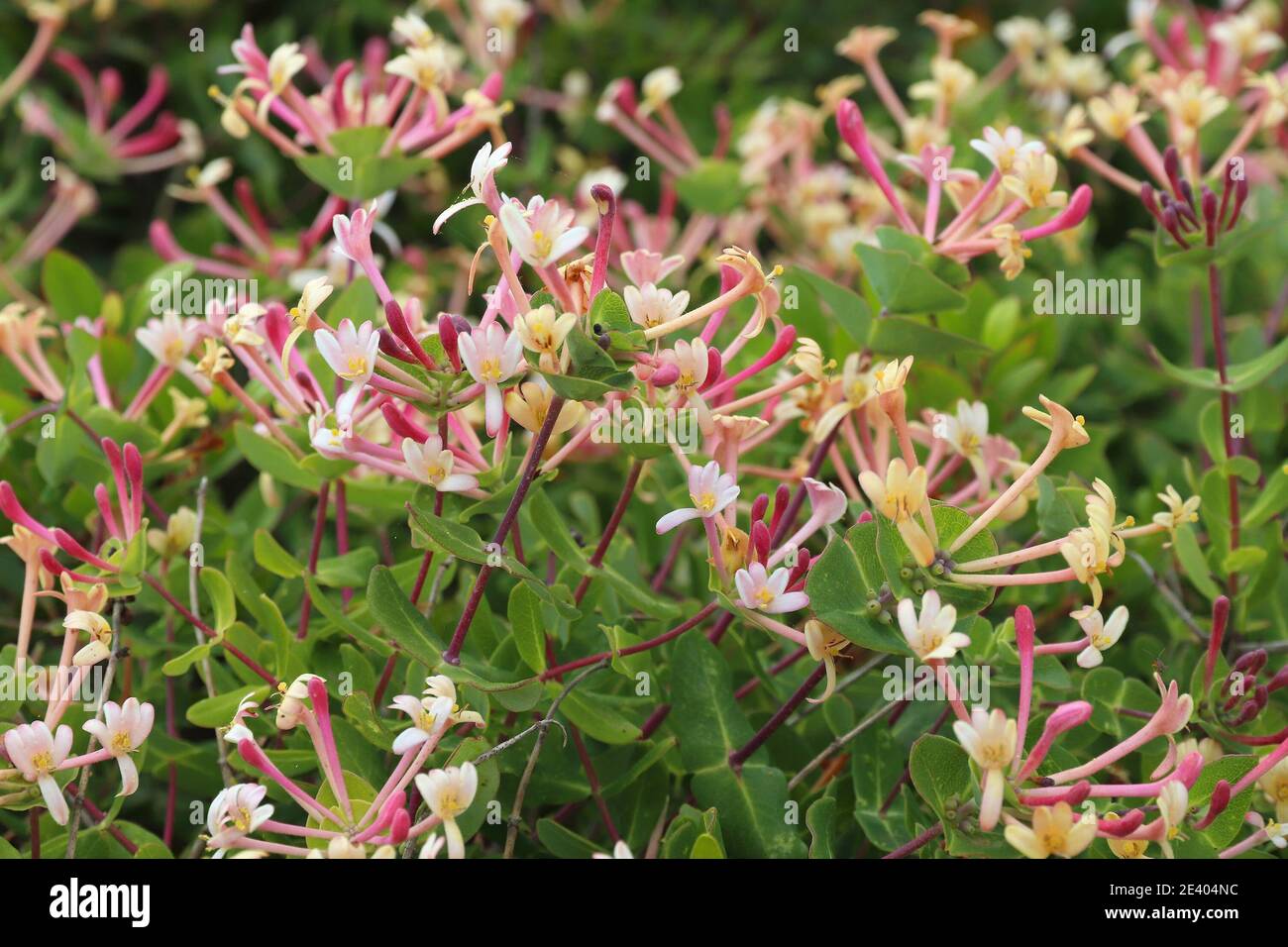 Portugal - espèces végétales (Chèvrefeuille Lonicera etrusca Étrusque) dans la région de l'Algarve. Banque D'Images