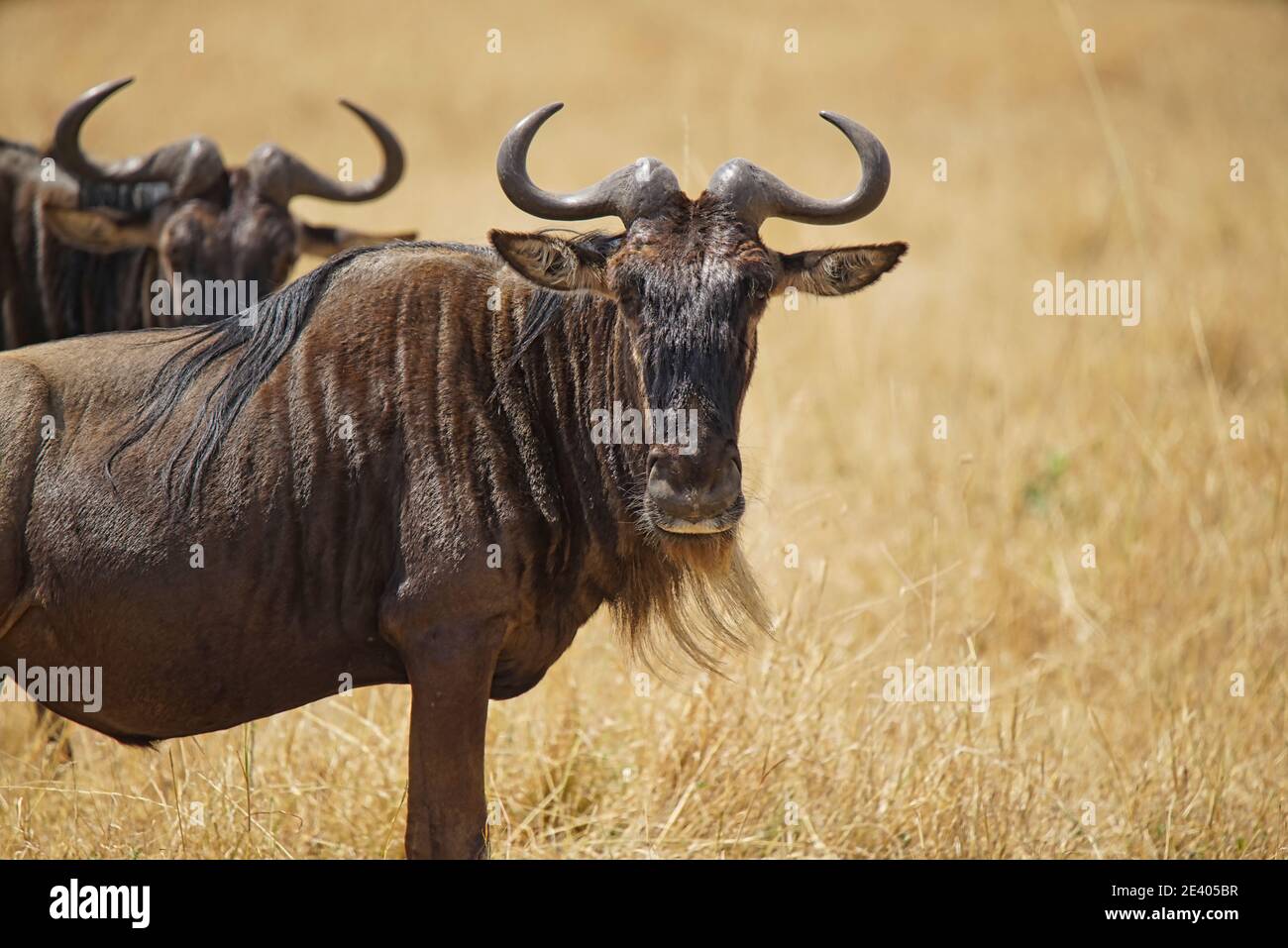 L'antilope (Wildebeest) se tient sur l'herbe sèche et regarde la caméra. Un grand nombre d'animaux migrent vers la réserve naturelle nationale de Masai Mara Banque D'Images