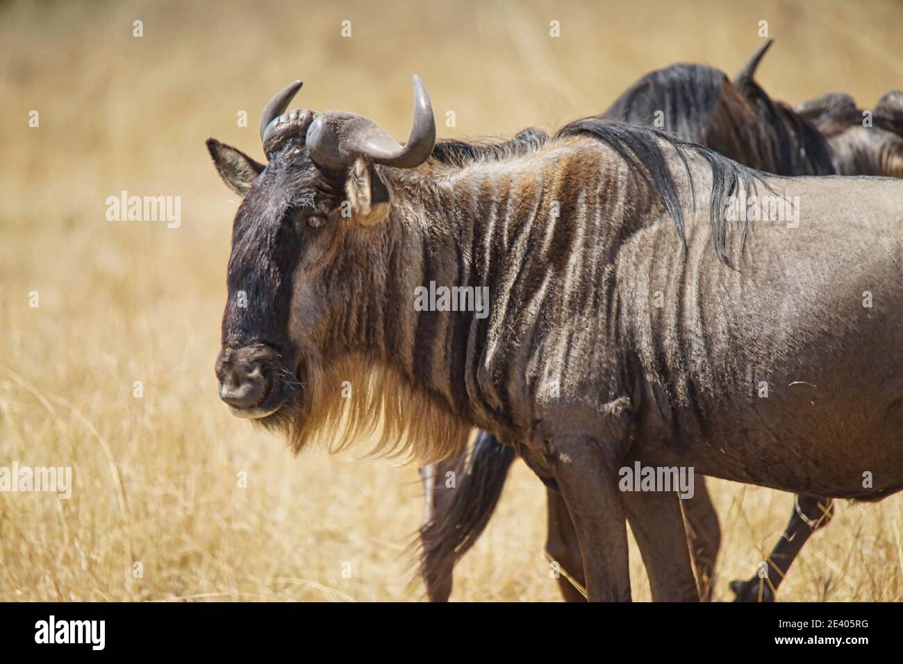 Le plus sauvage se tenait sur l'herbe sèche, regardant dans l'appareil photo avec un œil. Un grand nombre d'animaux migrent vers le refuge national de faune de Masai Mara Banque D'Images