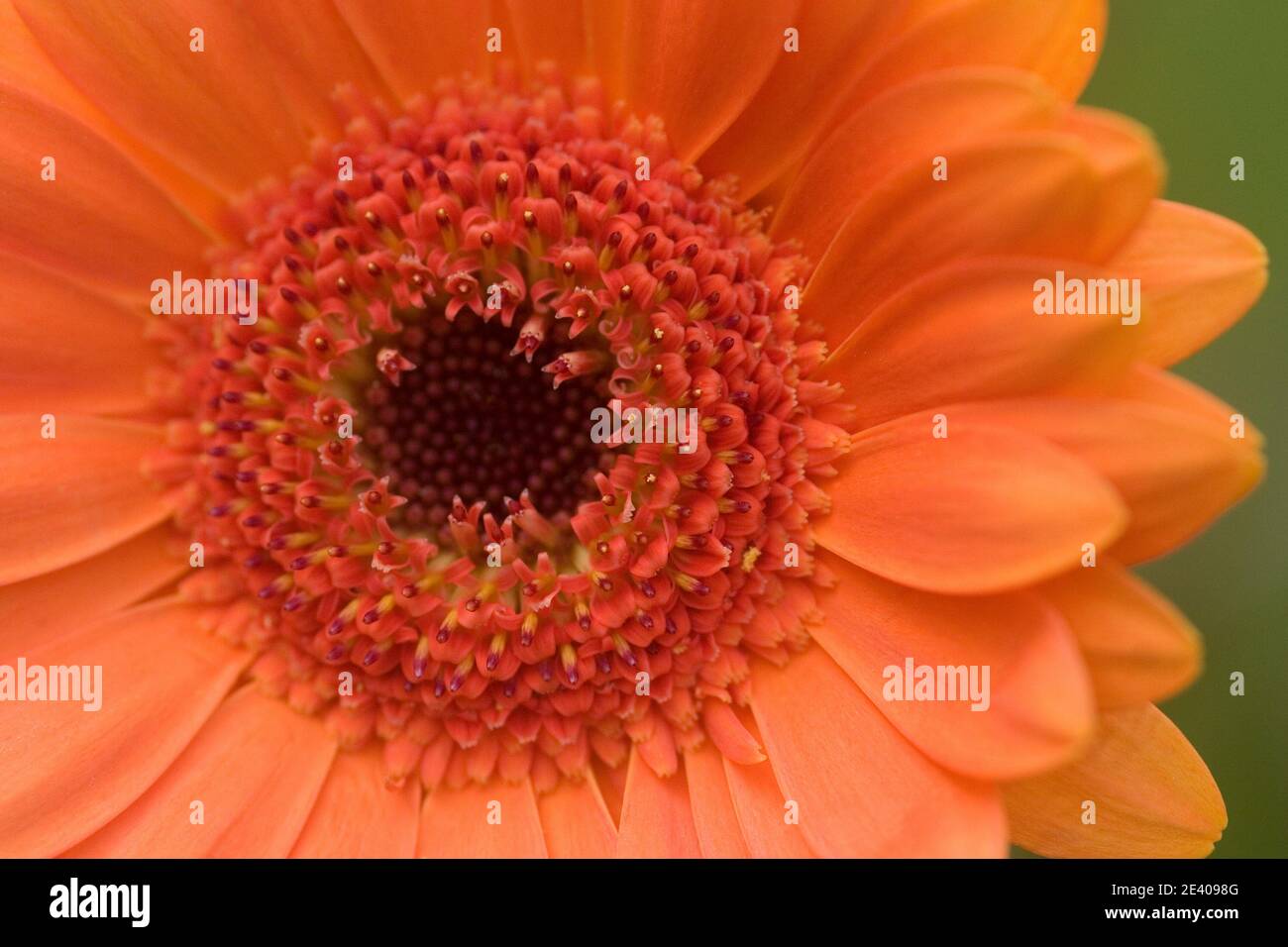 Gerbera Orange head Banque D'Images