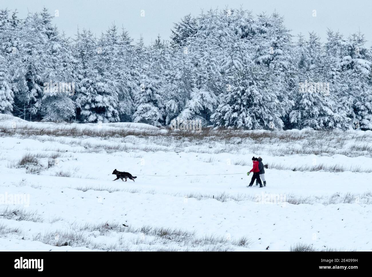 Météo, Storm Christoph : 21 janvier 2021. Un couple à pied de leur chien près du village de Forth, South Lanarkshire, Écosse, Royaume-Uni. Crédit : Ian Rutherford/Alay Live News. Banque D'Images