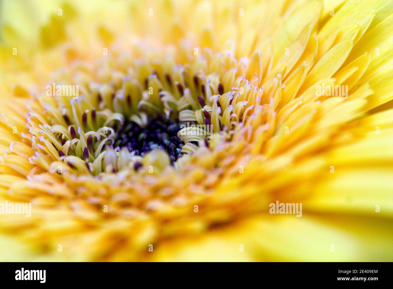 Résumé gros plan de la fleur jaune de Gerbera du côté Banque D'Images