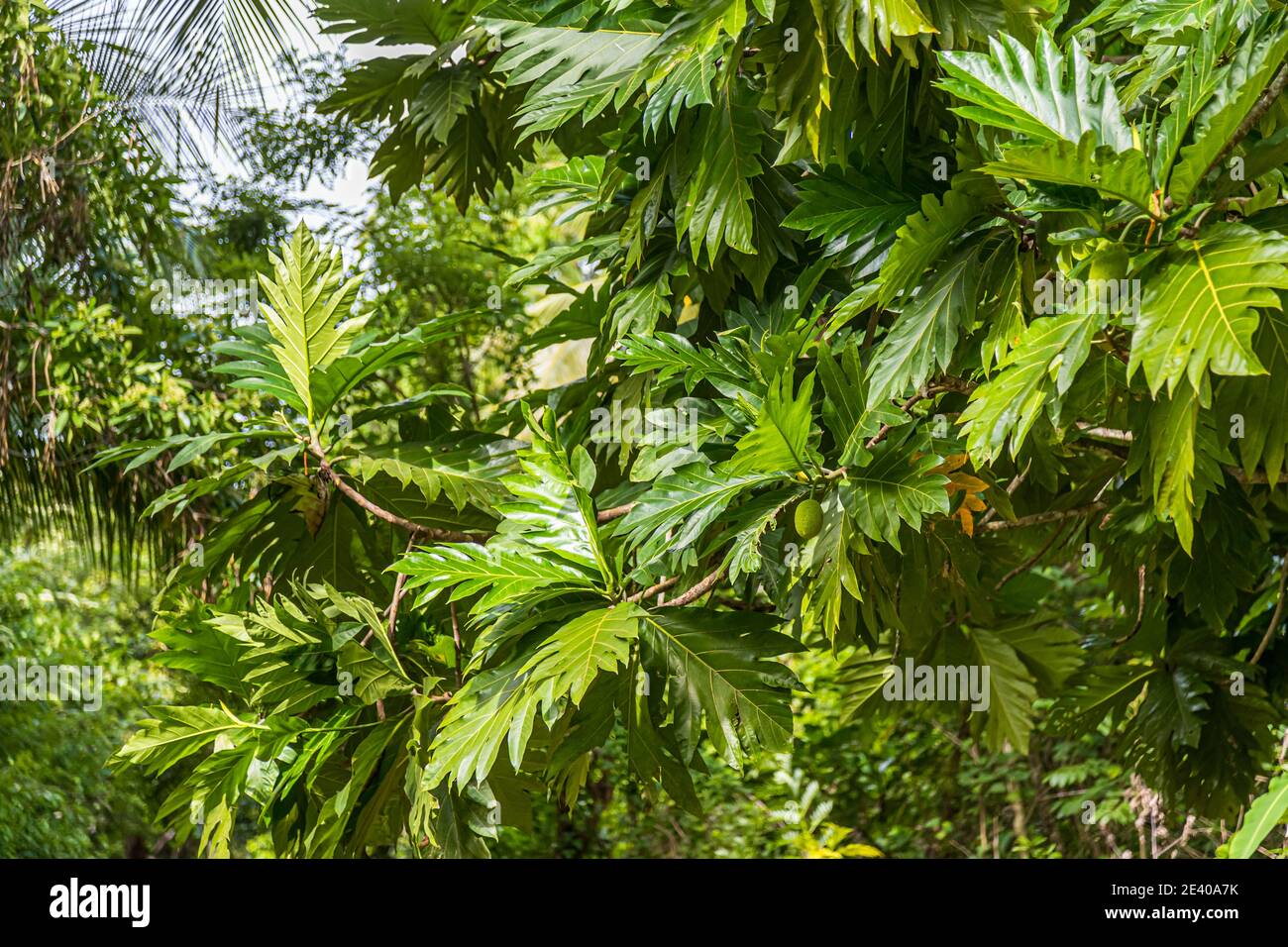 Arbre à pain sur les îles Deboyne, Papouasie-Nouvelle-Guinée Banque D'Images