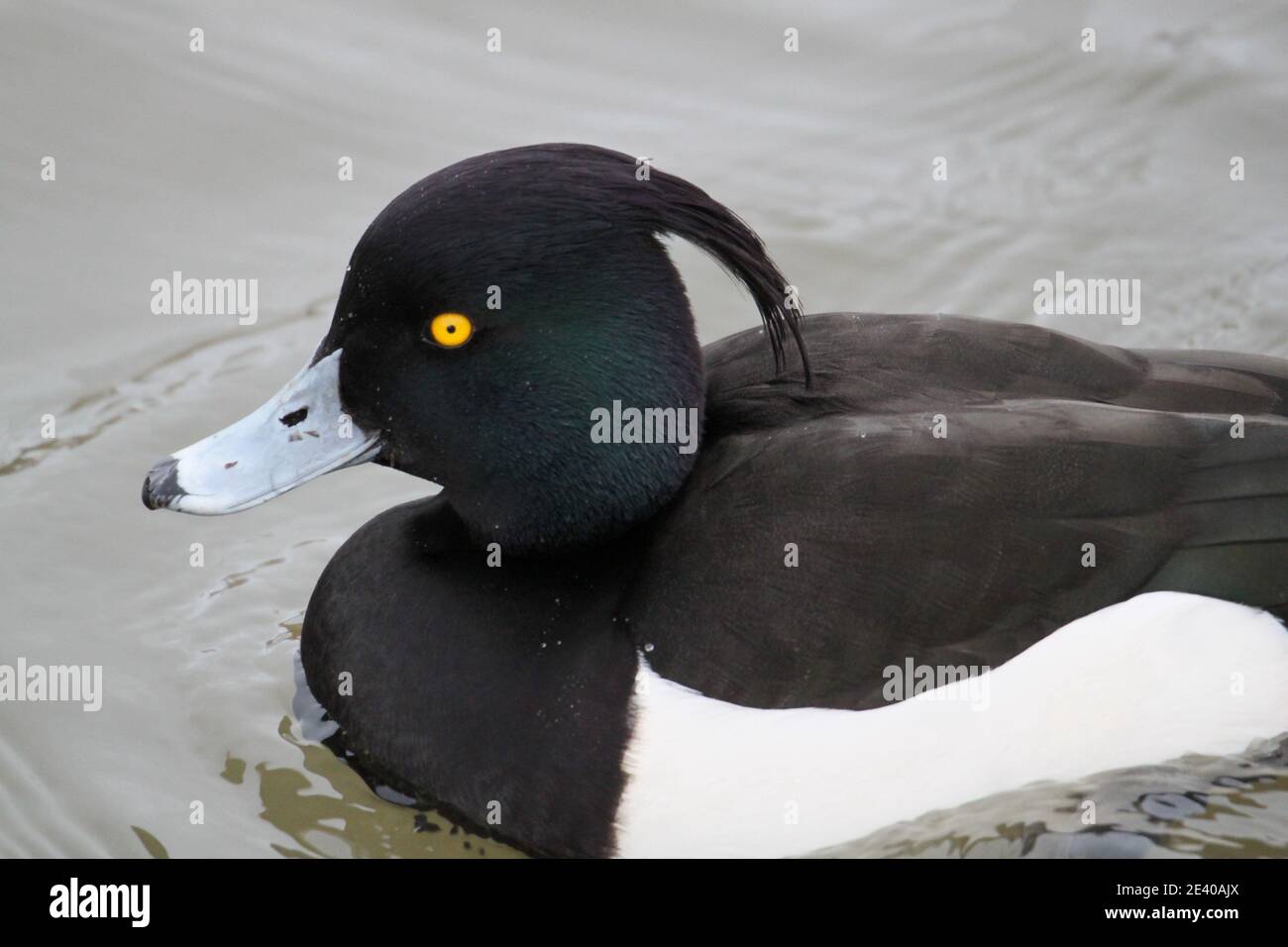 Canard touffeté (Aythya fuligula) mâle, Sadlers Ride, Hurst Park, East Molesey, Surrey, Angleterre, Grande-Bretagne, Royaume-Uni, Royaume-Uni, Europe Banque D'Images