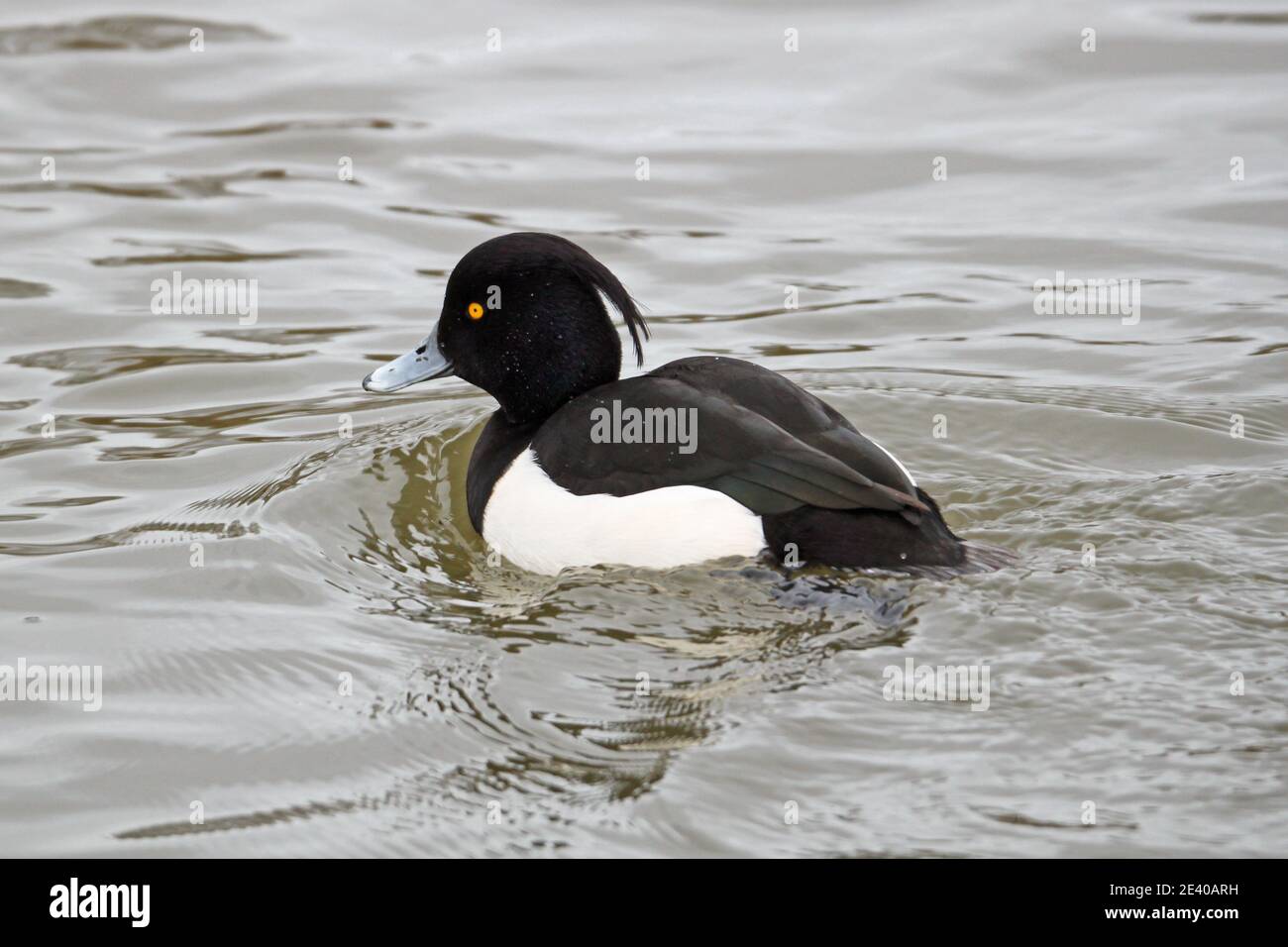 Canard touffeté (Aythya fuligula) mâle, Sadlers Ride, Hurst Park, East Molesey, Surrey, Angleterre, Grande-Bretagne, Royaume-Uni, Royaume-Uni, Europe Banque D'Images