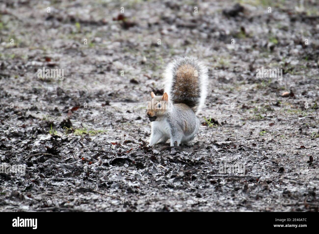 Écureuil gris (Sciurus carolinensis), Sadlers Ride, Hurst Park, East Molesey, Surrey, Angleterre, Grande-Bretagne, Royaume-Uni, Europe Banque D'Images