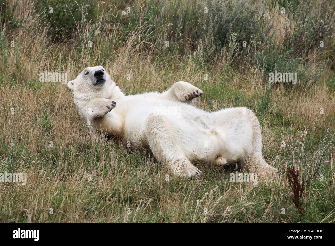 Ours blanc polaire sur le dos dans la nature Banque D'Images
