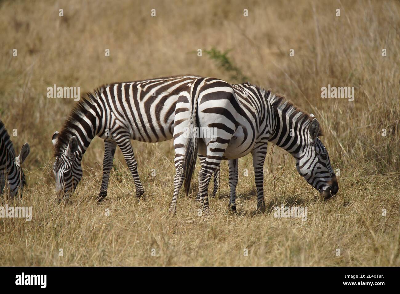 Trois zèbres se baissant la tête et mangeant de l'herbe. Un grand nombre d'animaux migrent vers la réserve naturelle nationale de Masai Mara, au Kenya, en Afrique. 2016. Banque D'Images