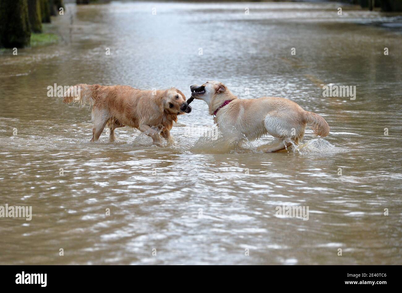 Leicester, Leicestershire, Royaume-Uni 21 janvier 2021. ROYAUME-UNI. Météo. Inondation. Golden Retrievers Ella et Kwin jouent dans les eaux d'inondation causées par Storm Christoph sur une route fermée à Aylestone à Leicester. Alex Hannam/Alamy Live News Banque D'Images