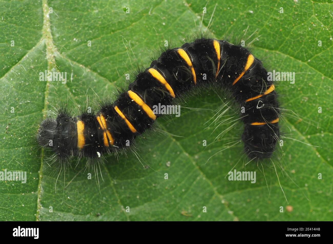 Vue dorsale de la chenille de Fox Moth (Macrothylacia rubi). Tipperary, Irlande Banque D'Images